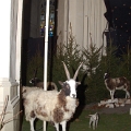 kerststal 2007 (11).JPG