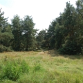 dehooge heide (17).JPG