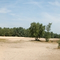 dehooge heide (18).JPG