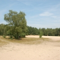 dehooge heide (2).JPG