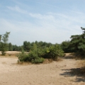 dehooge heide (4).JPG