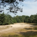 dehooge heide (7).JPG