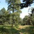 dehooge heide (8).JPG