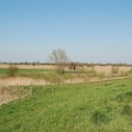 De Koornwaard (4).JPG